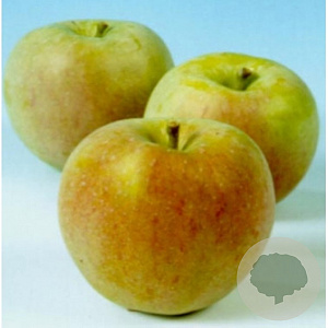 Malus d. 'Luntersche Pippeling' 10-12 HO wortelgoed