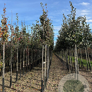 Pyrus c. 'Bonne Louise d'Avranches' 12-14 HO wortelgoed