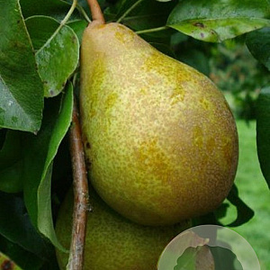 Pyrus c. 'Heerepeer' 8-10 HO wortelgoed