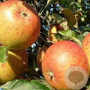 Pyrus c. 'Oranje Bergamotte' 8-10 HO wortelgoed