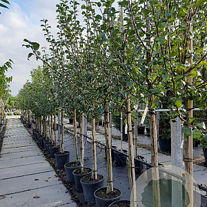 Pyrus c. 'Saint Rémy' 8-10 HA container