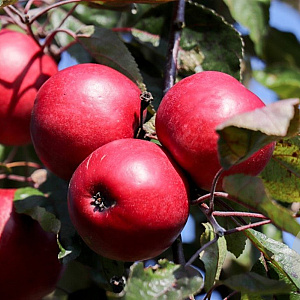 Malus domestica 'Red Love' 12-14 HO container