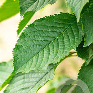 Prunus a. 'Bigarreau Napoléon' 10-12 HO wortelgoed