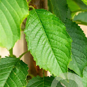 Prunus a. 'Early Rivers' 10-12 HO wortelgoed