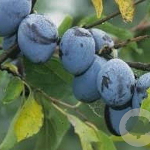 Prunus d. 'Hauszwetsche' 6-8 HO wortelgoed