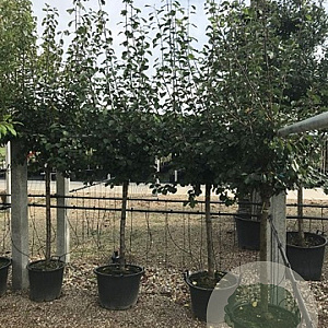 Prunus d. 'Mirabelle de Nancy' 8-10 HA container