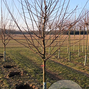 Prunus d. 'Opal' 10-12 HA wortelgoed