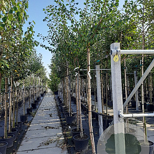 Prunus d. 'Reine Claude Verte' 8-10 HO container