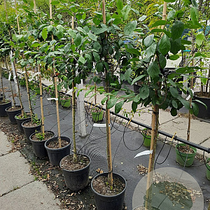 Prunus d. 'Victoria' 8-10 HA container