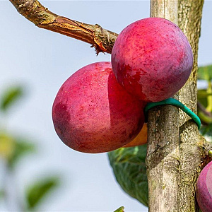 Prunus d. 'Victoria' 8-10 HO wortelgoed