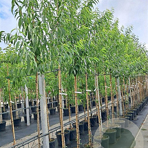 Prunus d. 'Robijn' 8-10 HO container