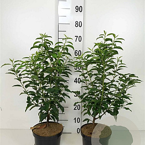 Prunus l. 'Angustifolia' 40-50 cm 3,0L