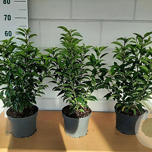 Prunus l. 'Angustifolia' 40-50 cm 3,0L