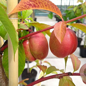 Prunus persica 'Madame Blanchet' 8-10 HO container