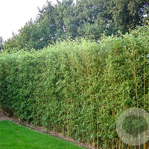 Semiarundinaria fastuosa viridis 200-250 cm cont. 230L