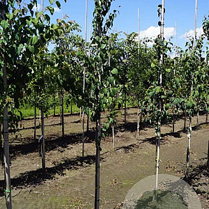 Cercidiphyllum japonicum 6-8 HO draadkluit