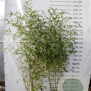 Fargesia angustissima 150-200 cm 15L