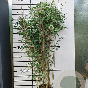 Fargesia 'Aurora' 100-125 cm 5,0L