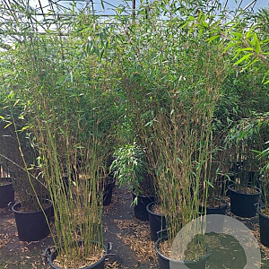 Fargesia denudata 'Xian 2' 175-200 cm 30L