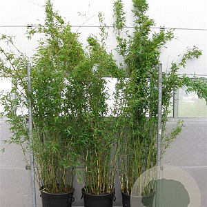 Fargesia denudata 'Xian 2' 200-250 cm 30L