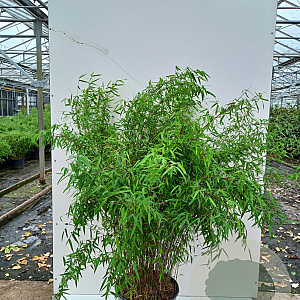 Fargesia Jiuzhaigou "Deep Purple" ® 150-175 cm 15L