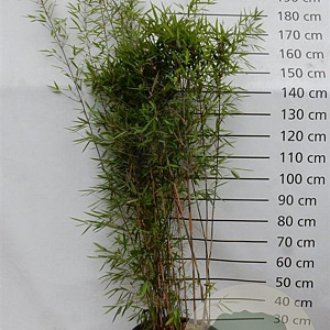 Fargesia nitida 'Black Pearl' 175-200 cm 30L