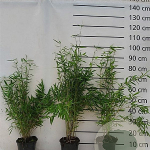 Fargesia nitida 'Volcano' 50-60 cm 2,5L