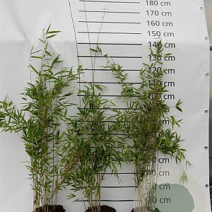 Fargesia 'Obelisk' 60-90 cm 5,0L