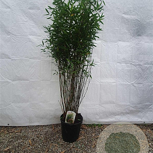 Fargesia 'Obelisk' 125-150 cm 10L