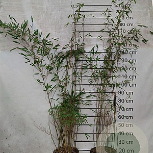 Fargesia 'Obelisk' 125-150 cm 10L