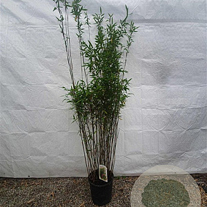 Fargesia 'Obelisk' 150-175 cm 10L