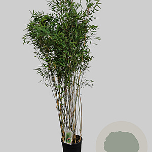 Fargesia 'Obelisk' 150-175 cm 10L