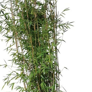 Fargesia 'Obelisk' 150-175 cm 15L