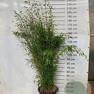 Fargesia 'Obelisk' 175-200 cm 30L