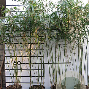 Fargesia robusta 'Pingwu' 150-175 cm 5,0L