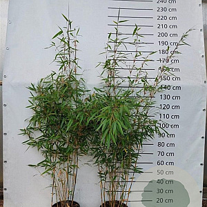 Fargesia robusta 'Pingwu' 150-175 cm 10L