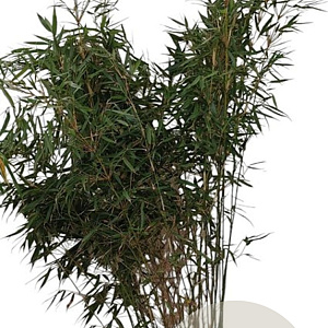 Fargesia robusta 'Pingwu' 150-175 cm 10L