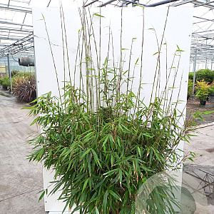 Fargesia robusta 'Pingwu' 150-175 cm 30L