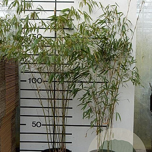 Fargesia robusta 'Pingwu' 200-250 cm 15L
