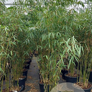 Fargesia robusta 'Pingwu' 225-250 cm 30L