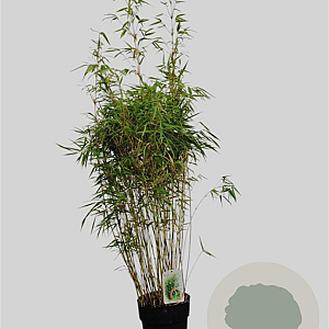 Fargesia rufa 125-150 cm 10L