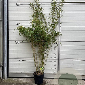 Fargesia rufa 125-150 cm 10L