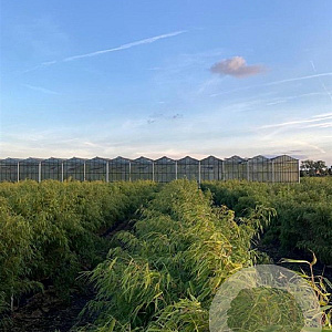 Fargesia rufa 125-150 cm 10L