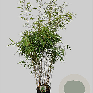 Fargesia rufa 150-175 cm 10L