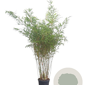 Fargesia rufa 150-175 cm 10L