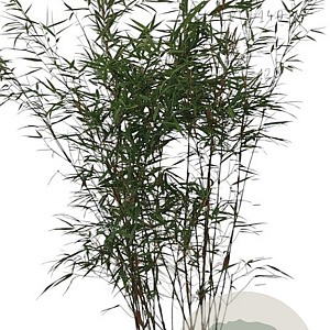 Fargesia scabrida 'Asian Wonder' 125-150 cm 10L