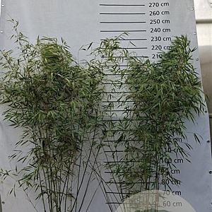 Fargesia scabrida 'Asian Wonder' 150-175 cm 10L