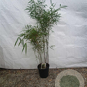 Fargesia scabrida 'Asian Wonder' 175-200 cm 15L