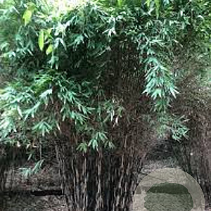 Fargesia 'Schensbossen' 200-250 cm 10L meerstammig