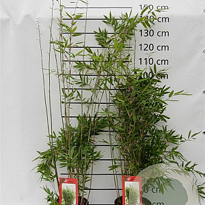 Fargesia 'Winter Joy' 100-125 cm 5,0L